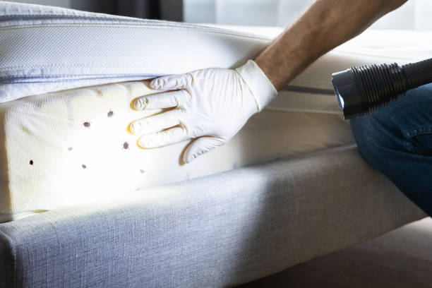 Best Affordable Pest Control Services  in Underwood Petersville, AL
