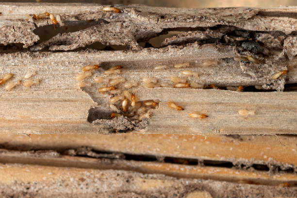 Best Pest Prevention Services  in Underwood Petersville, AL